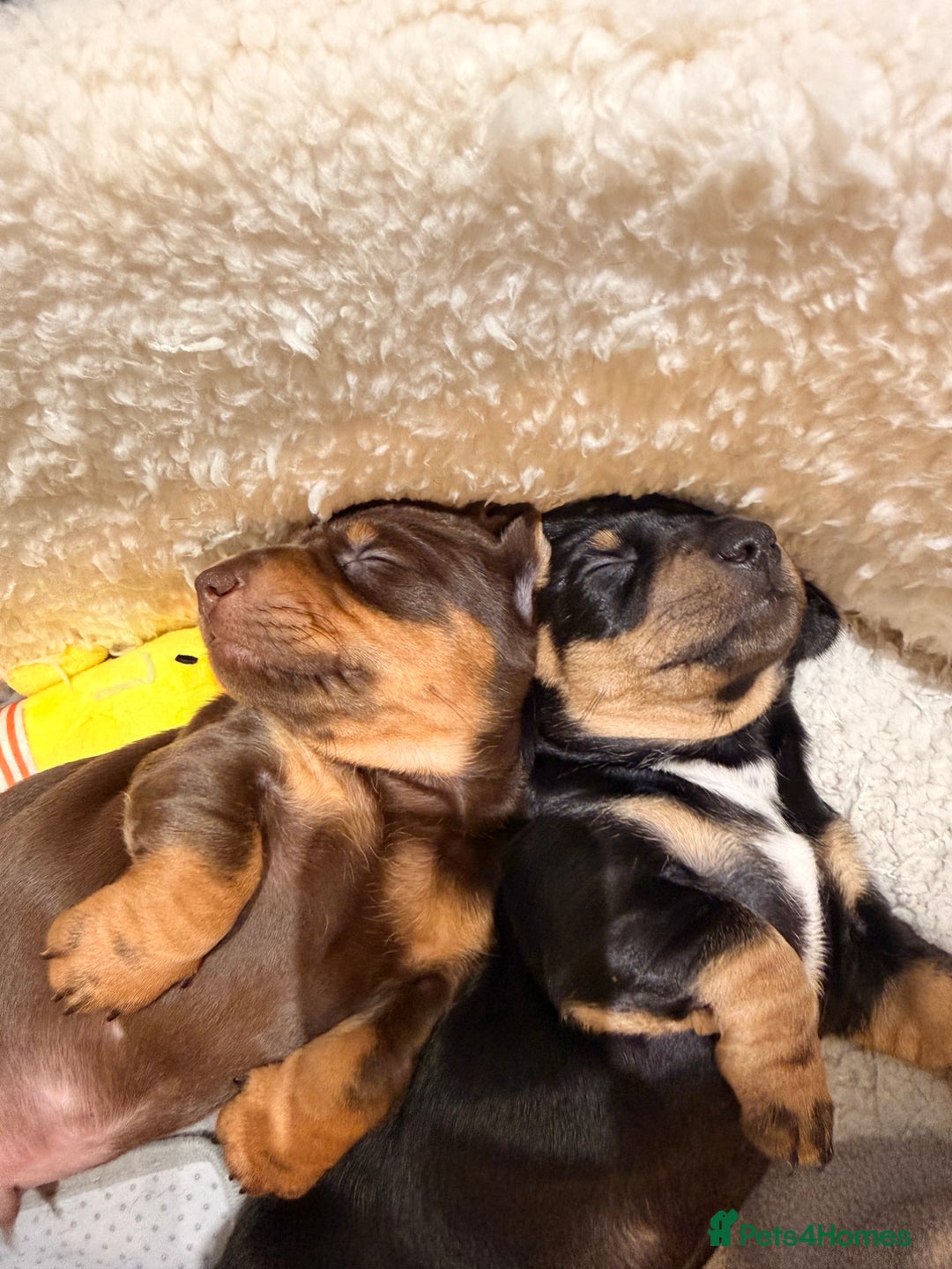 Dachshund dogs for sale: Gorgeous sausage pups for sale  - Image 5