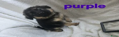 German Shepherd 8