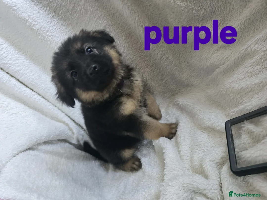 German Shepherd dogs for sale: German shepherd Puppys ready to go on 29th July in Bradford - Advert 9