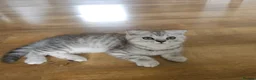 British Shorthair cats for sale: Beautiful British Shorthair kittens - Advert 4