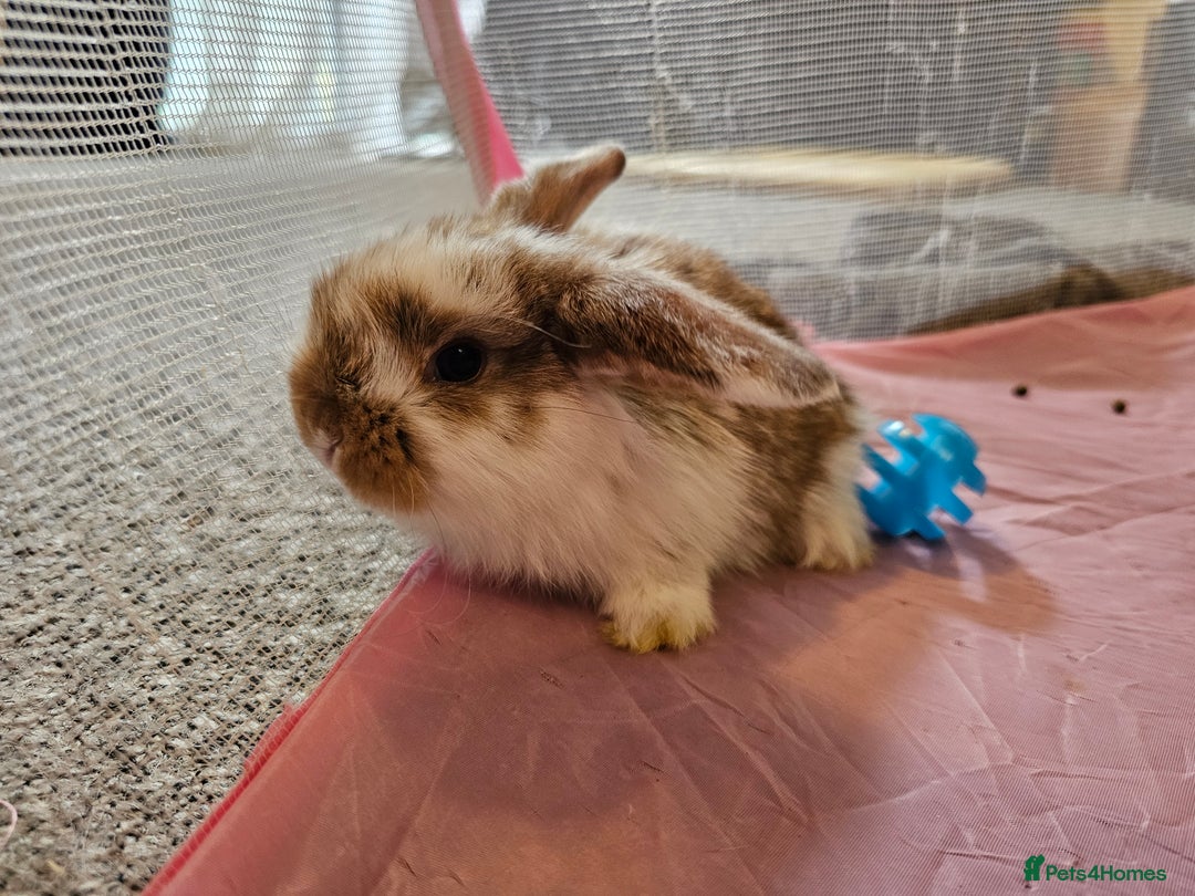 Mini Lop rabbits for sale: Stunning mini lop babies - Image 9