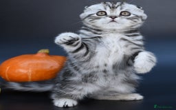 Scottish Fold cats for sale: LICENSED CATTERY, PURE BREED TOP QUALITY KITTENS - Image 15