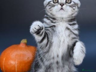 Scottish Fold cats LICENSED CATTERY, PURE BREED TOP QUALITY KITTENS - Advert 1