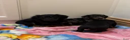 Miniature Dachshund dogs for sale: Miniature Dachshund  - Advert 6