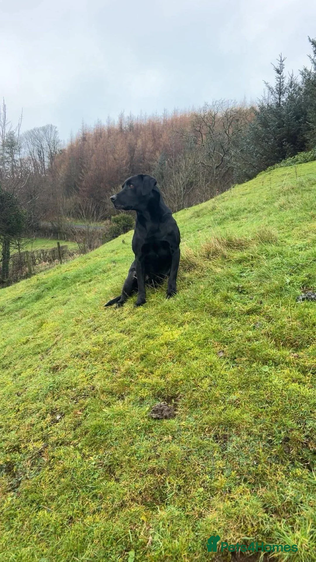 Labrador Retriever dogs for sale: 3 labrador puppies in Kirkcudbright - Advert 5