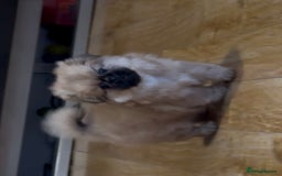 Pekingese dogs for sale: Gorgeous Pekingese puppies  - Image 14