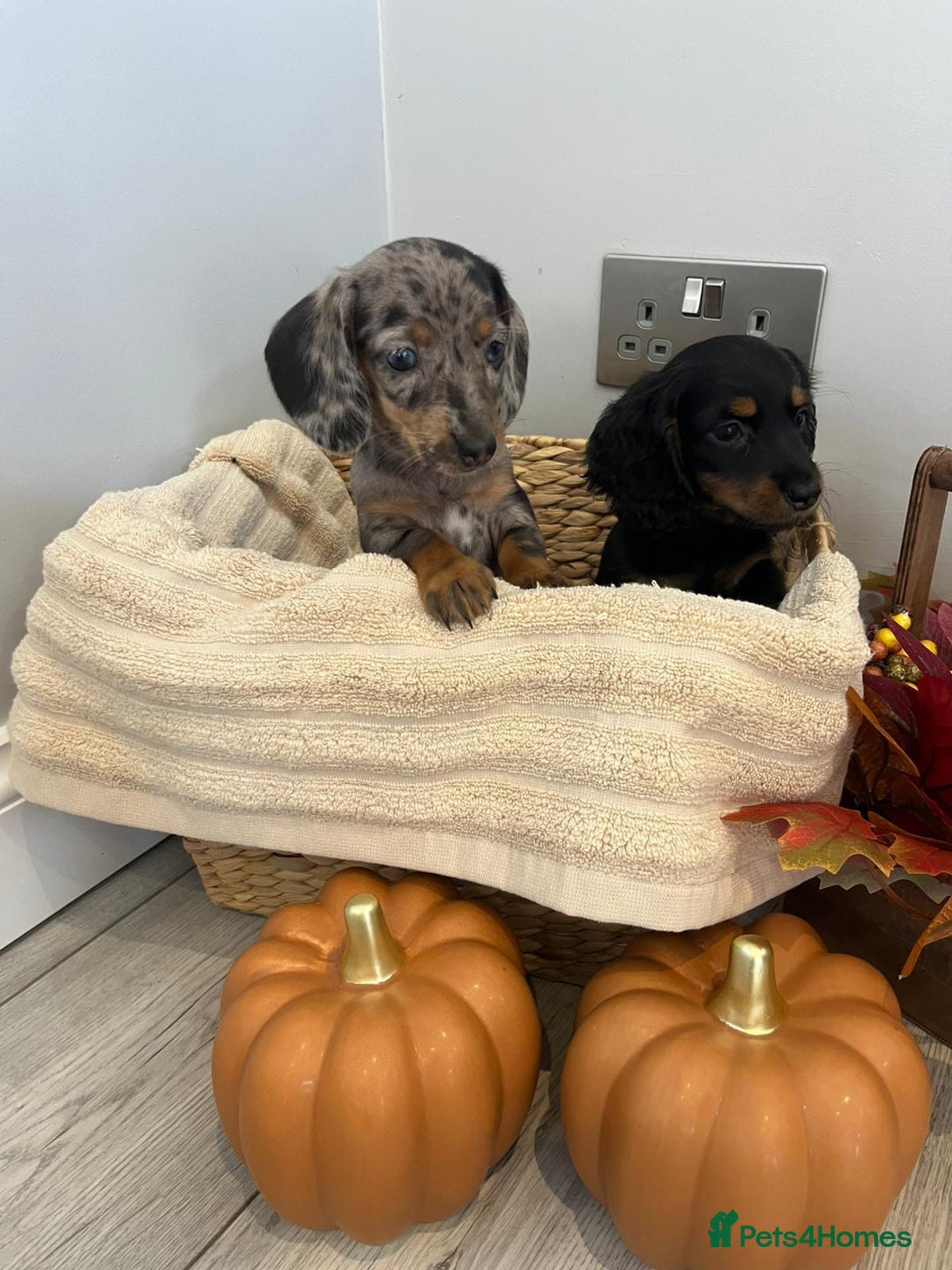Miniature Dachshund dogs for sale: Beautiful miniature dachshund puppies  - Image 33