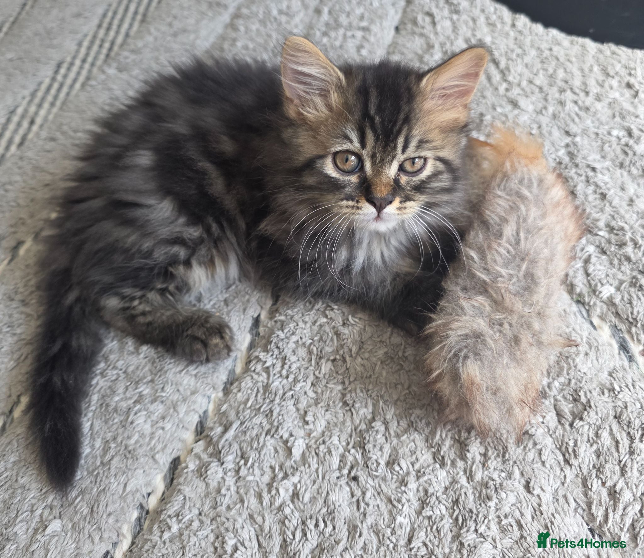 Mixed Breed cats Adorable Ragdoll x Persian Kittens – 2 Left - Advert 11