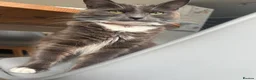 Maine Coon cats for sale: British blue /main coon - Advert 1