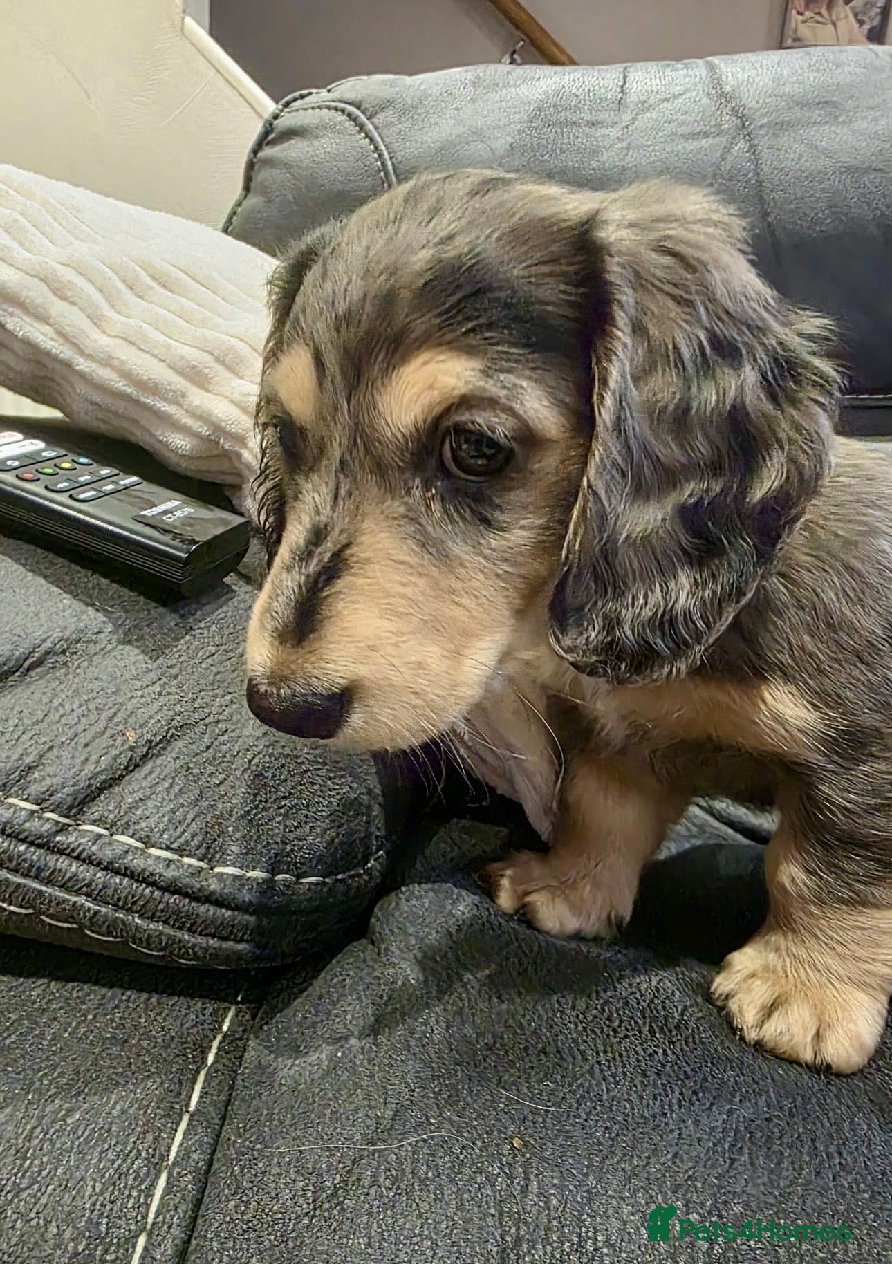 Miniature Dachshund dogs Litter of 5 stunning puppies - Advert 1