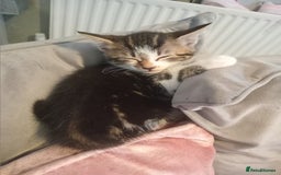 Mixed Breed cats for sale: From Our Loving Home to Yours - Image 6