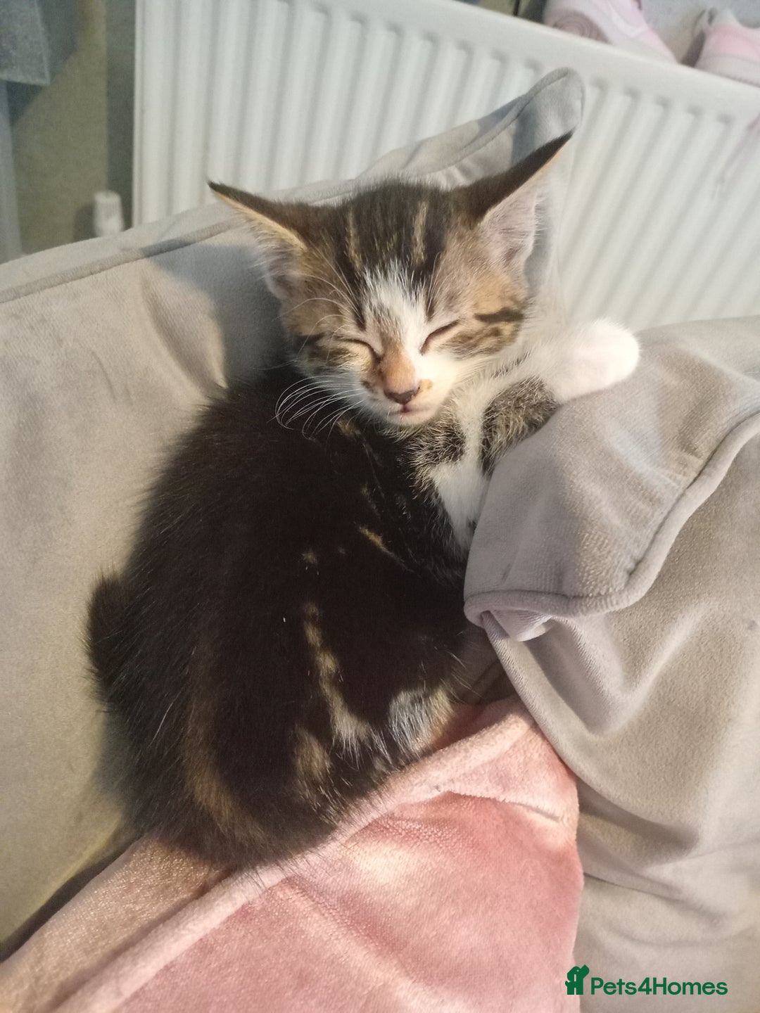 Mixed Breed cats for sale: From Our Loving Home to Yours - Image 6