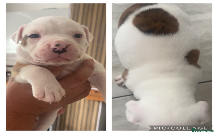 American Bulldog dogs - Advert 1