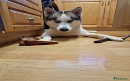 Siberian Husky dogs for stud: Siberian Husky (Bim) for stud. - Image 5