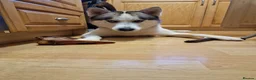 Siberian Husky dogs for stud: Siberian Husky (Bim) for stud. - Advert 5