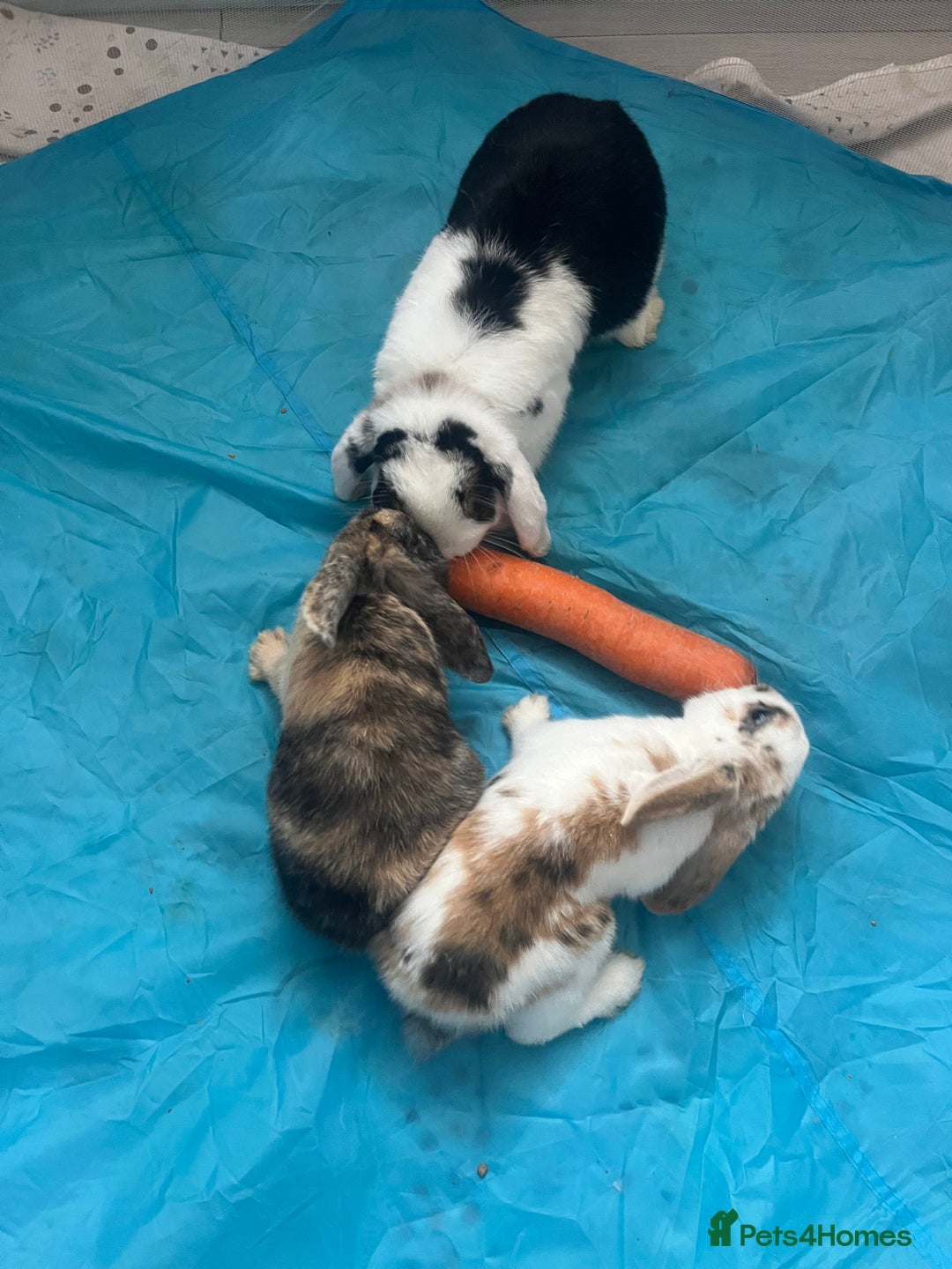 Mini Lop rabbits for sale: 3 rabbits  - Advert 2