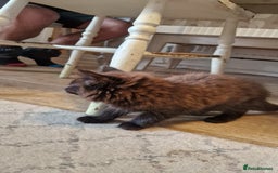 Mixed Breed cats for sale: Amazing fluff balls - Image 12