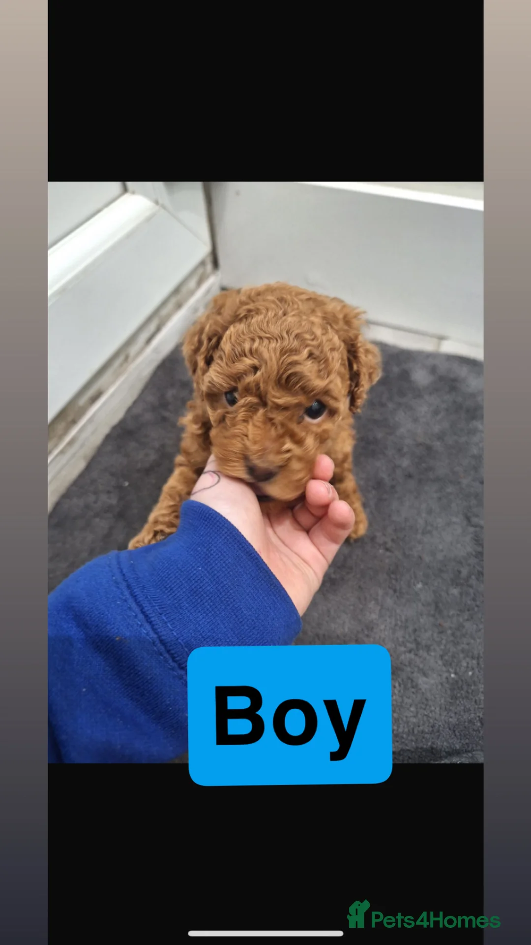 Toy Poodle dogs for sale: 4 toy poodle pups  in Derby - Advert 2