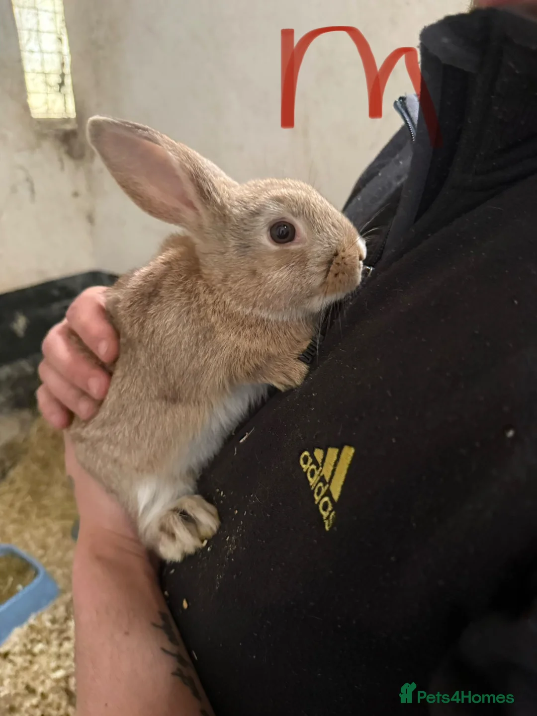 Mixed Breed rabbits for sale: Lop x cross rabbits 13 available  - Advert 13