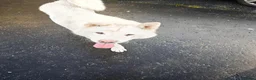 Japanese Akita Inu dogs for sale: Japanese Akita Inu  in Dungannon - Advert 2