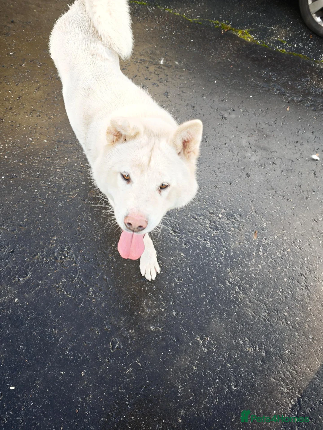 Japanese Akita Inu dogs for sale: Japanese Akita Inu  in Dungannon - Advert 2