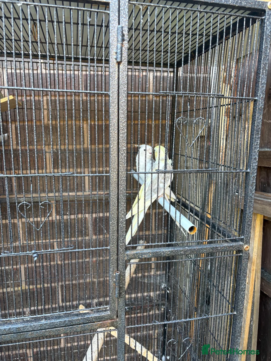 Cockatiels birds for sale: Cockatiels in Manchester - Advert 2