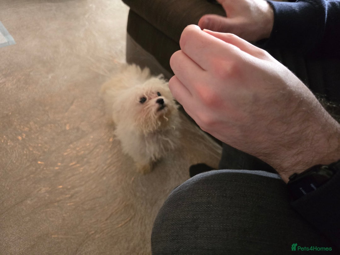 Bichon Frise dogs for sale: Bichon Frise Puppy Looking for a Loving Home - Image 15