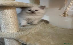 Ragdoll cats for sale: 2 rag doll boys - Image 11