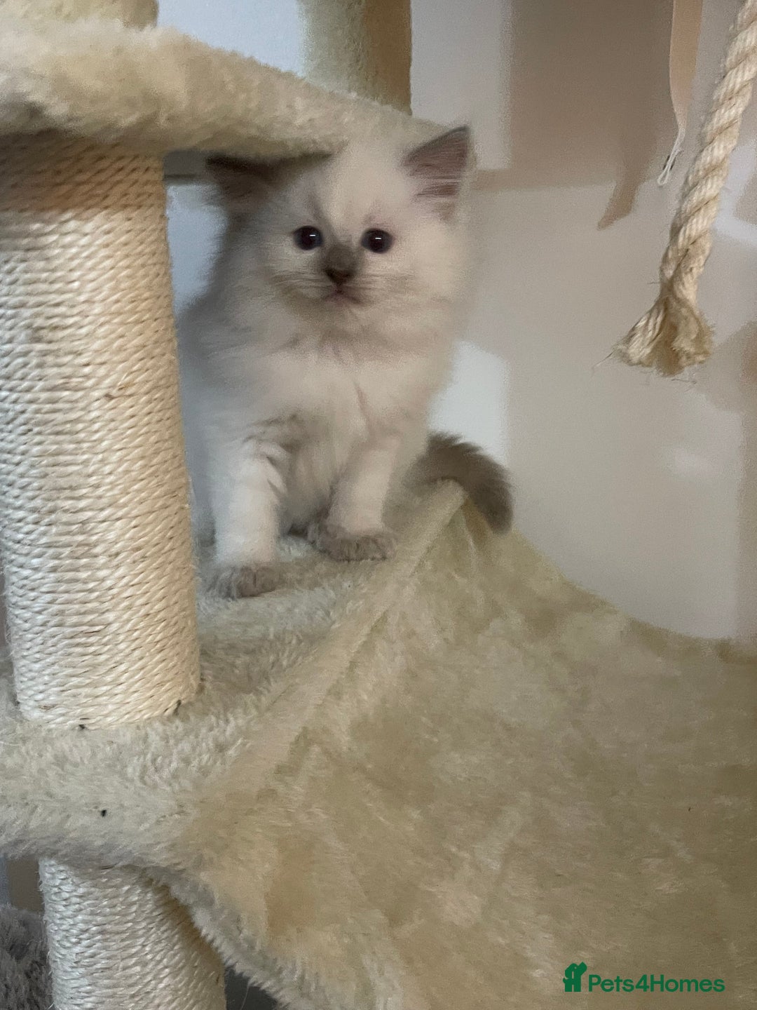 Ragdoll cats for sale: 2 rag doll boys - Image 11