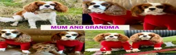 Cavapoo dogs for sale: Outstanding F1 Toy’s - Health Tested - KC parents - Advert 15