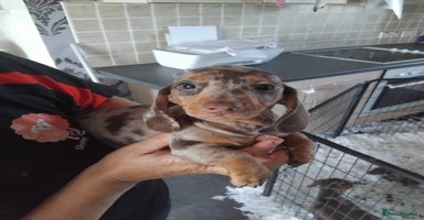 Miniature Dachshund dogs - Advert 7