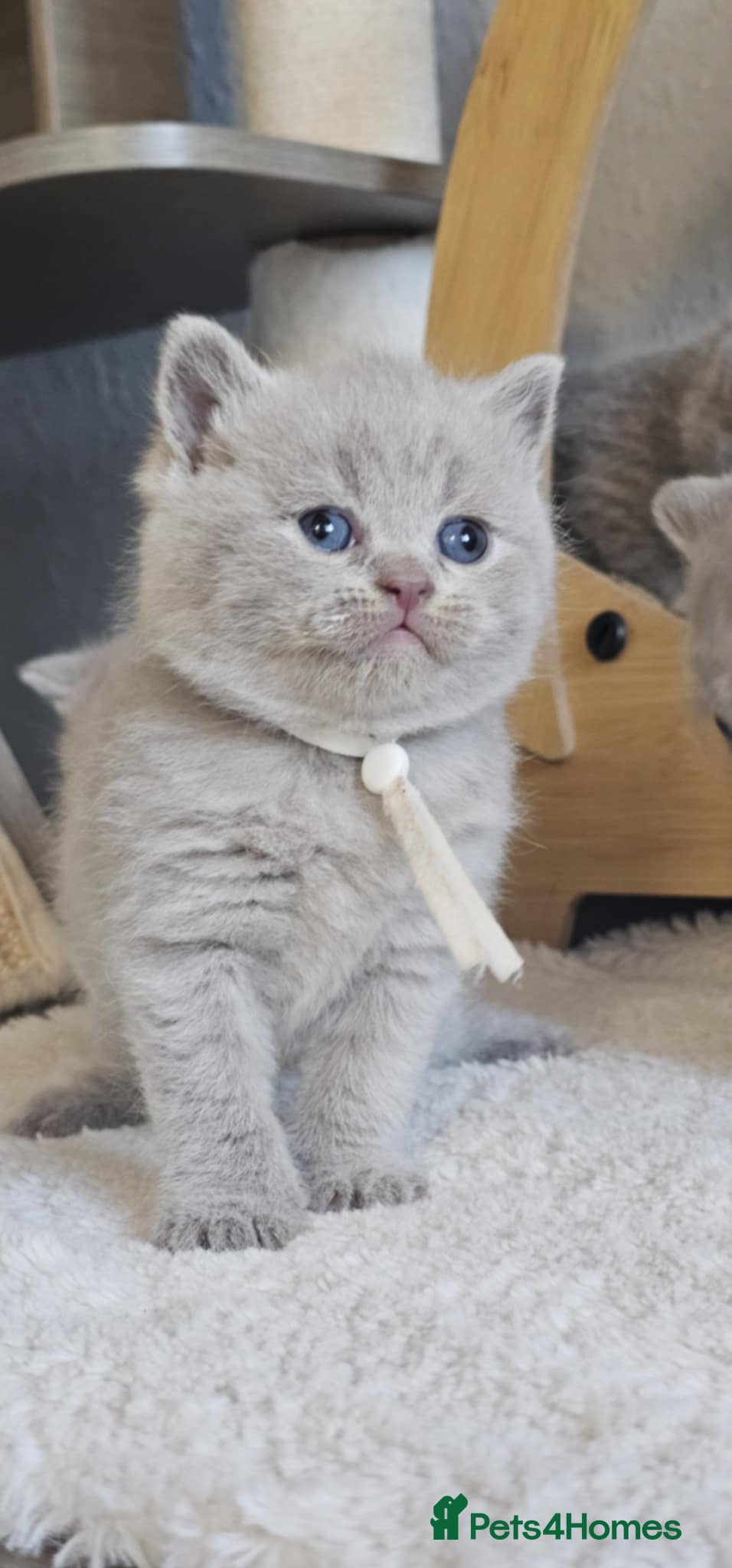 British Shorthair cats British Shorthair Kittens for Sale 🐾 - Advert 1