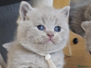 British Shorthair cats British Shorthair Kittens for Sale 🐾 - Advert 5