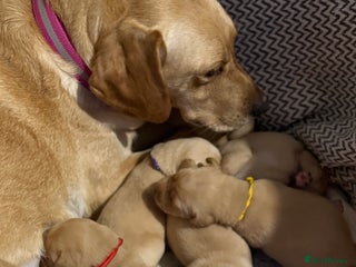 Labrador Retriever dogs Labradors ready to leave now!! - Advert 15