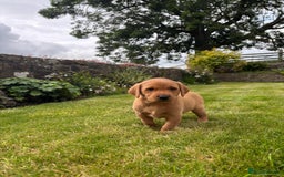Labrador Retriever dogs for sale: Stunning, KC registered, Fox Red Labrador puppies. - Image 18
