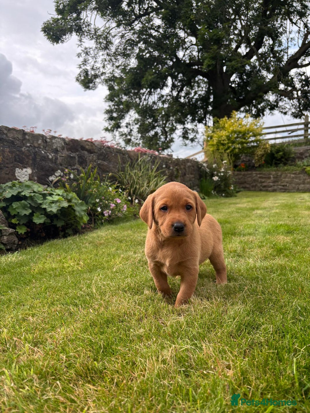 Labrador Retriever dogs for sale: Stunning, KC registered, Fox Red Labrador puppies. - Image 18