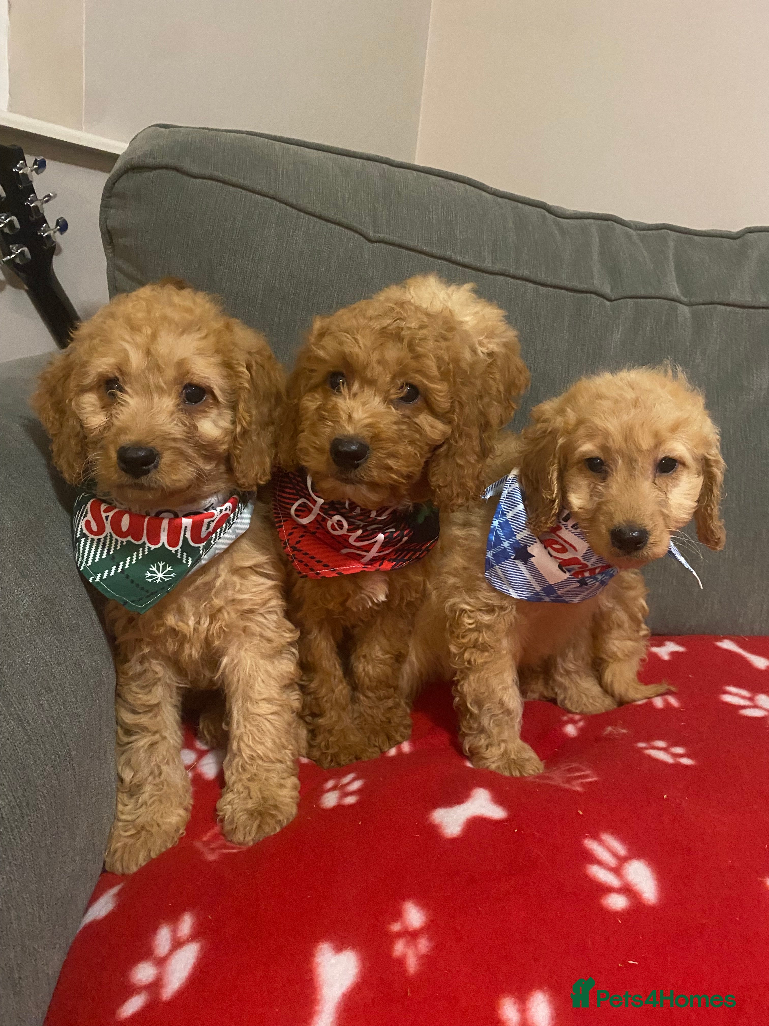 Cockapoo dogs Beautiful 8 week old cockapoo puppies - Advert 2