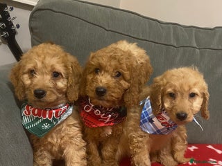 Cockapoo dogs Beautiful 8 week old cockapoo puppies - Advert 1