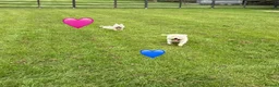 West Highland Terrier dogs for sale: KC adult Westies - Advert 1