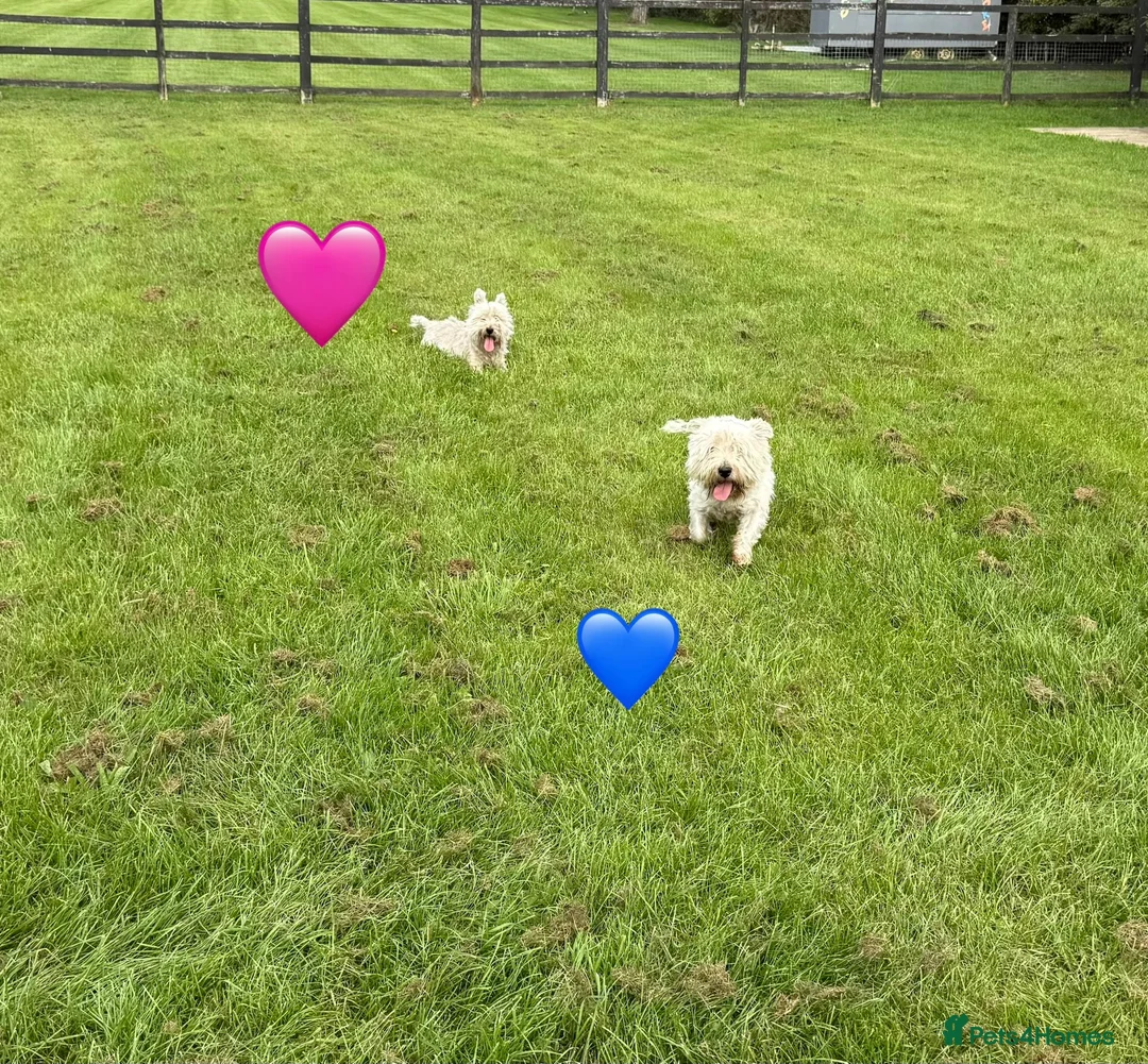 West Highland Terrier dogs for sale: KC adult Westies - Advert 1