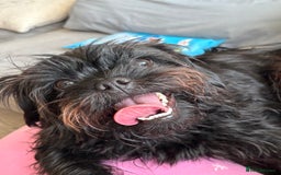 Mixed Breed dogs for sale: Pug x toy poodle - Image 5