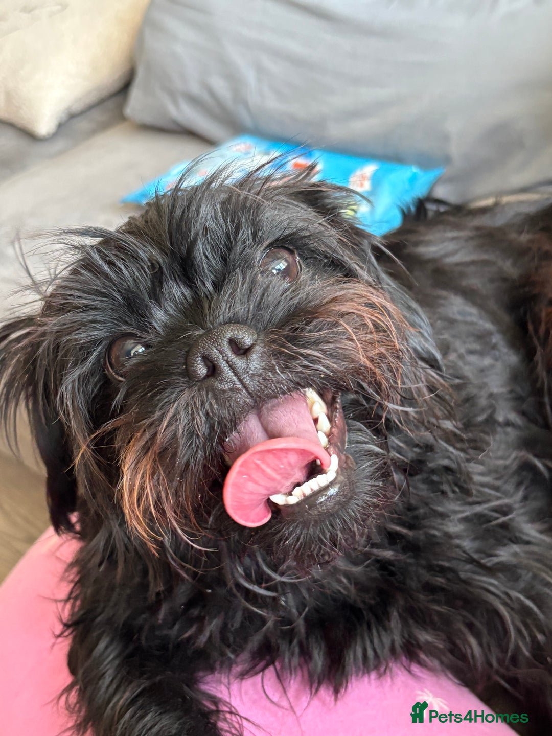 Mixed Breed dogs for sale: Pug x toy poodle - Image 5