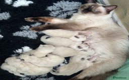 Ragdoll cats for sale: Adorable Ragdolls- DNA Clear Parents 🌟 - Image 8