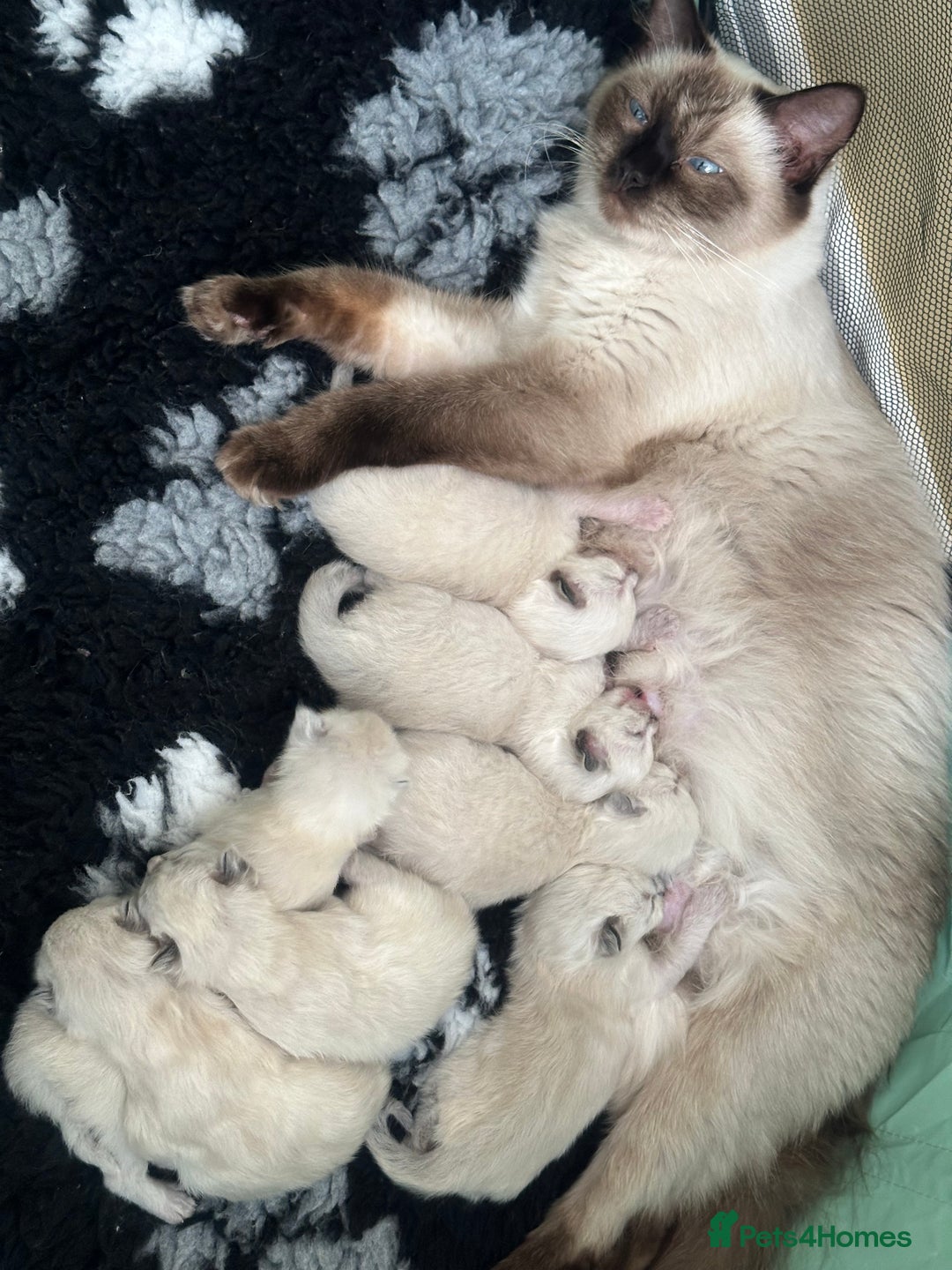 Ragdoll cats for sale: Adorable Ragdolls- DNA Clear Parents 🌟 - Image 8