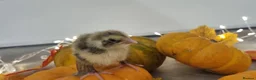 Quail poultry for sale: Autumn chics to order - Advert 6