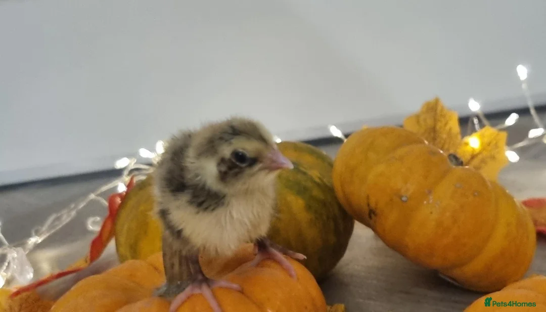 Quail poultry for sale: Autumn chics to order - Advert 6