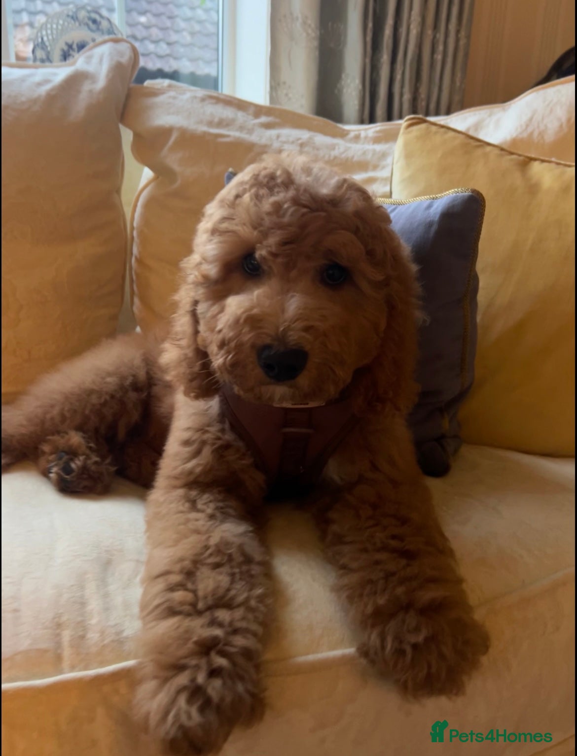 Cockapoo dogs Red Cockapoo female puppy - Advert 2