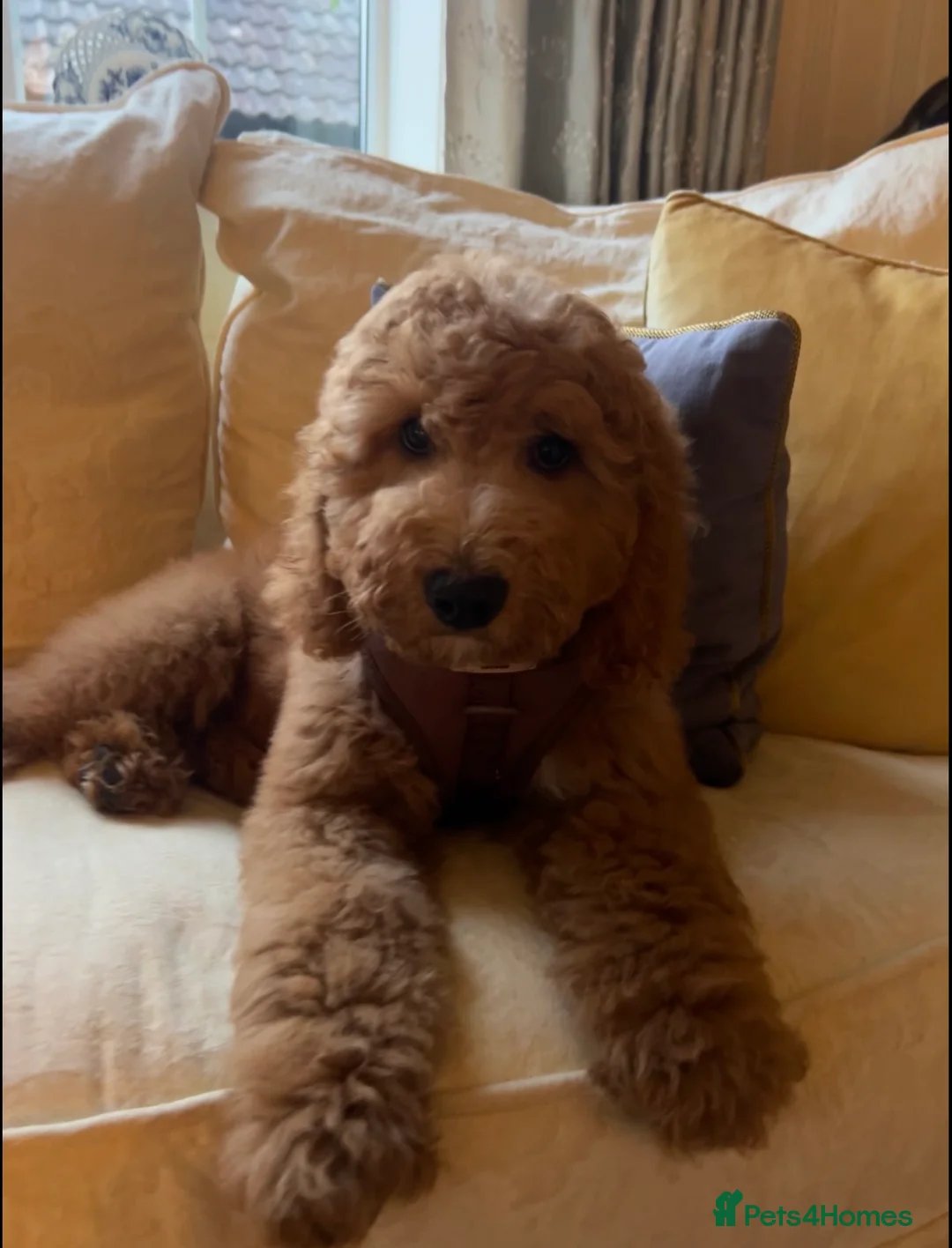 Cockapoo dogs for sale: Red Cockapoo female puppy - Advert 2