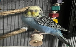Budgerigars birds for sale: 2 male hand reared budgies with full set up - Image 2