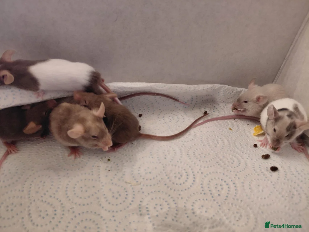 Mouse rodents for sale: Female mice - Advert 2